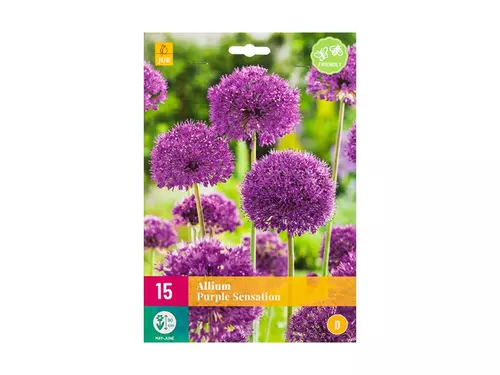 Allium 'Purple Sensation': Sierlijke sensatie