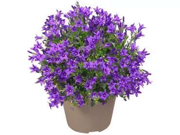 Campanula Addenda Ambella Purple: paarse magneet
