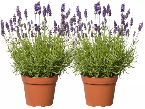 Lavandula angustifolia 'Hidcote': mediterrane klassieker