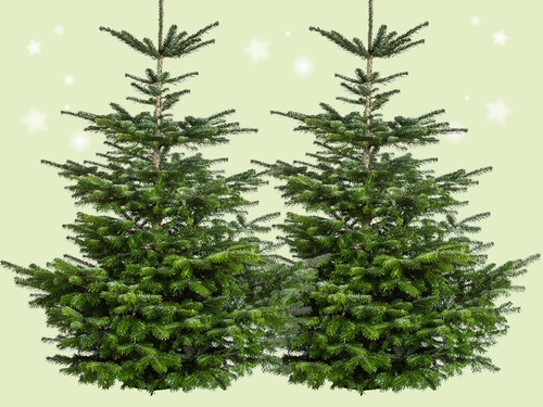 Nordmann spar – De koning van de kerstbomen