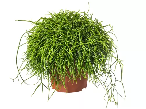 Rhipsalis: groen koraal!