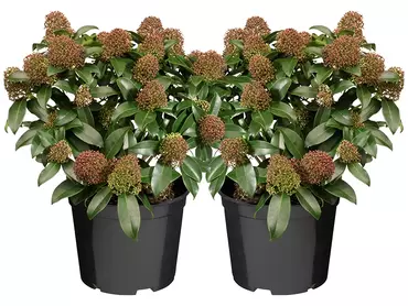 Skimmia japonica 'Rubella': wintergroene schoonheid