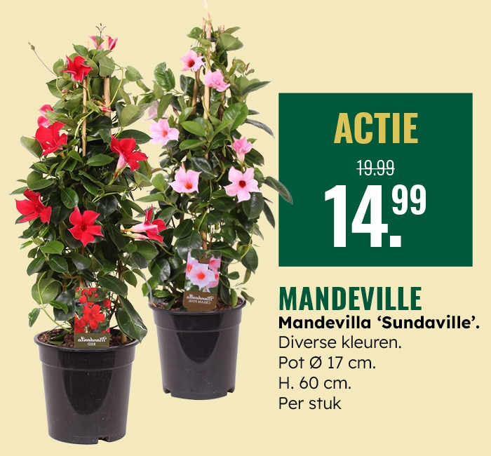 Weekaanbieding: Mandevilla