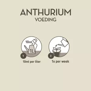 Anthurium voeding 250ml - afbeelding 3
