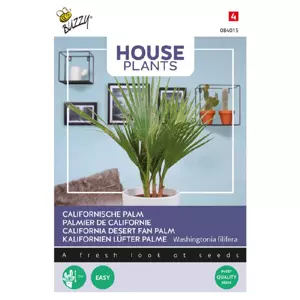 Californische palm - afbeelding 2