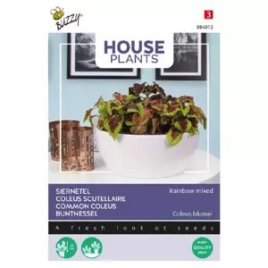 Coleus blumei regenboogmix 0.25g - afbeelding 2