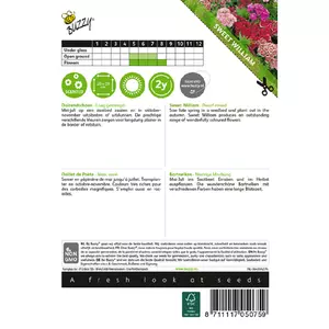 Dianthus barbatus nanus comp. 0.5g - afbeelding 2