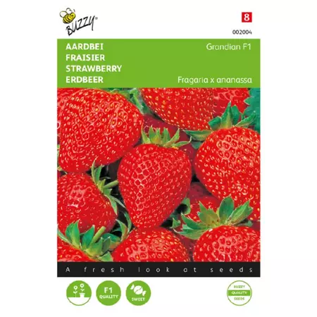 Fragaria grandian f1 20zd