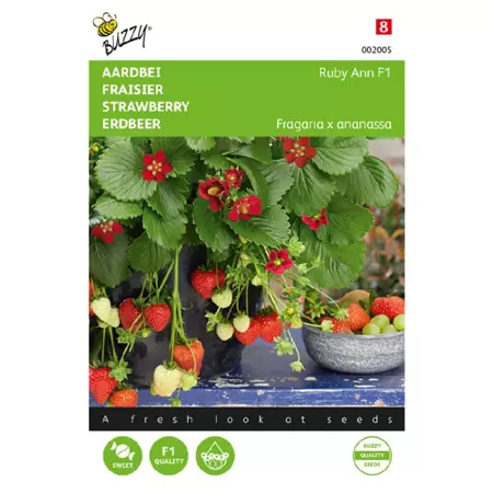 Hangaardbei ruby ann f1 7zdn - afbeelding 1