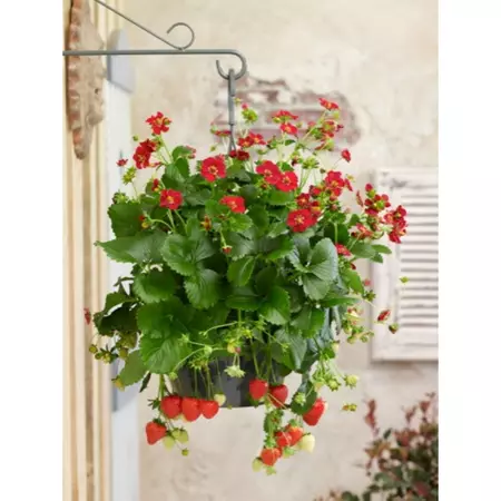 Hangaardbei ruby ann f1 7zdn - afbeelding 3