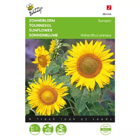 Helianthus annuus sunspot enkelb 3g