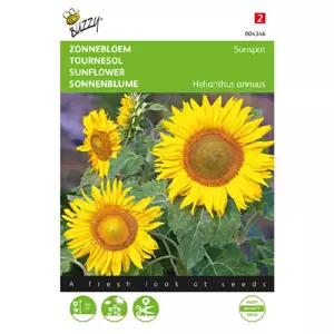 Helianthus annuus sunspot enkelb 3g