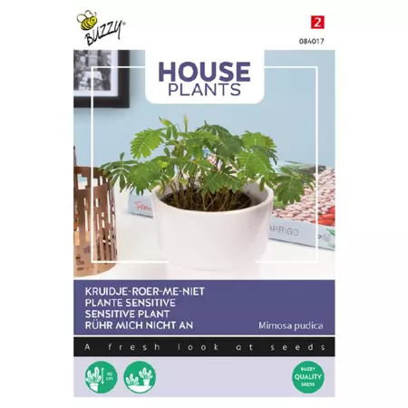 Mimosa pudica kruidje roer me niet - afbeelding 1