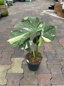 Monstera Thai Constellation P12/45CM - afbeelding 3
