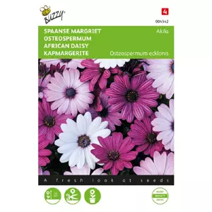 Osteospermum akila mix spaanse marg - afbeelding 1