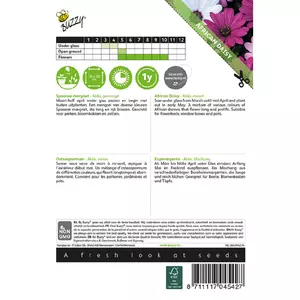 Osteospermum akila mix spaanse marg - afbeelding 2