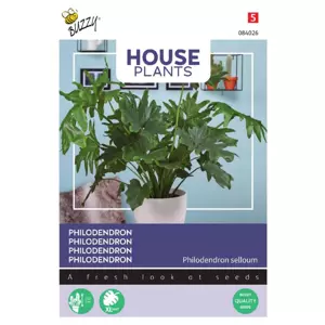 Philodendron selluom - afbeelding 2