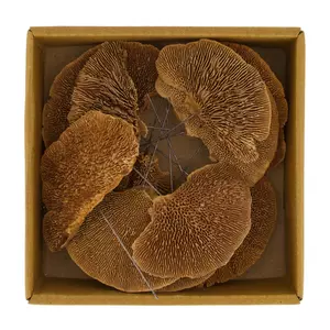 Plant natuur l18b18h5cm naturel