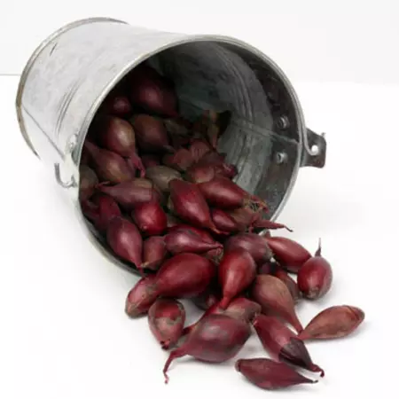 Plantuien red baron 250g - afbeelding 2