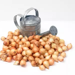 Plantuien stuttgarter riesen 250g - afbeelding 2