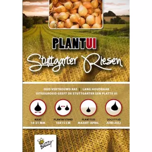 Plantuien stuttgarter riesen 500g - afbeelding 2