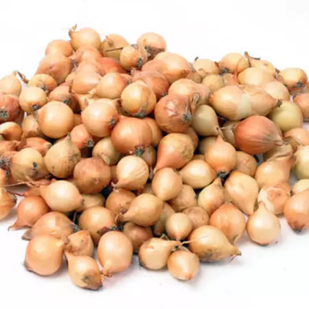 Plantuien stuttgarter riesen 500g - afbeelding 2