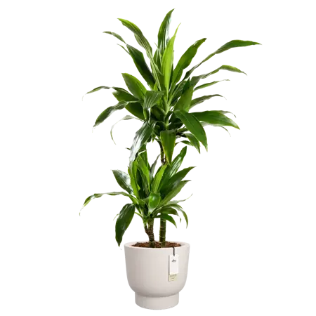 Pot pc amber grail d30cm linnen wit - afbeelding 3