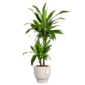 Pot pc amber grail d30cm linnen wit - afbeelding 3
