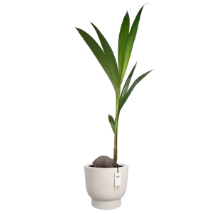 Pot pc amber grail d30cm linnen wit - afbeelding 4