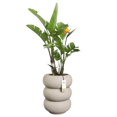 Pot pc amber roll d43h58cm b.beige - afbeelding 3