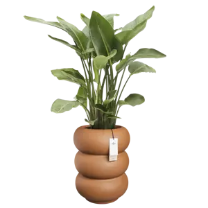 Pot pc amber roll d43h58cm karamel - afbeelding 3