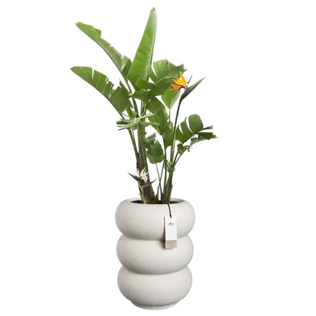 Pot pc amber roll d43h58cm lin.wit - afbeelding 3