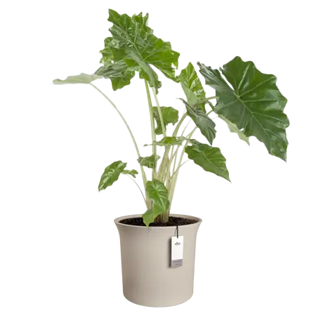 Pot pc june tulip d40h42cm b.beige - afbeelding 4