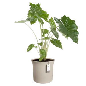 Pot pc june tulip d40h42cm b.beige - afbeelding 4