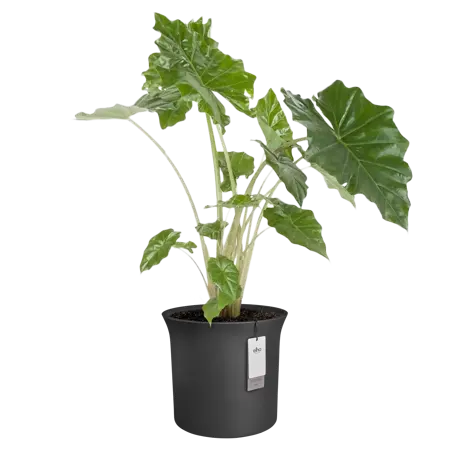 Pot pc june tulip d40h42cm zwart - afbeelding 4