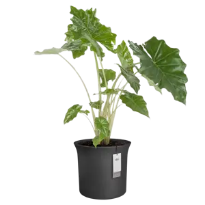 Pot pc june tulip d40h42cm zwart - afbeelding 4